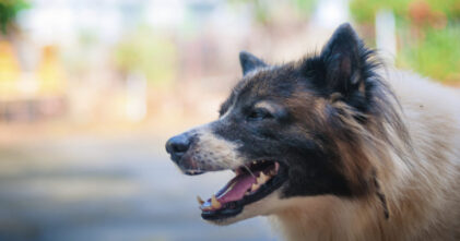 The 5 Most Dangerous Dog Breeds