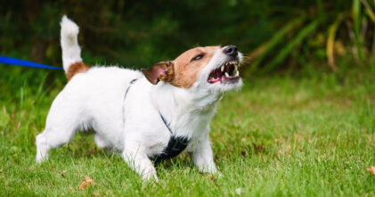 What Actions Can Help Prevent a Dog Attack?